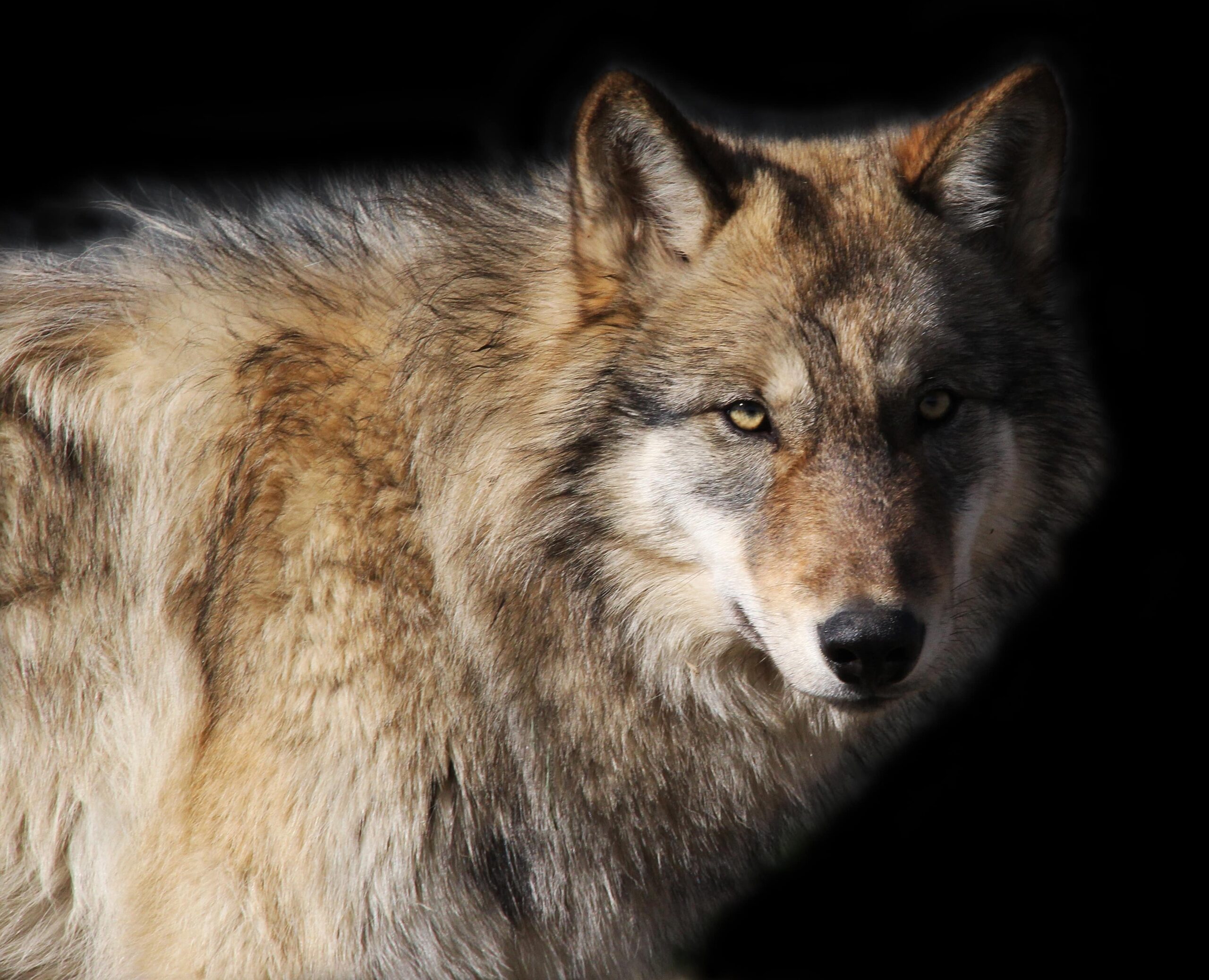 alaskan-gray-wolf-VFRLPNB-min-scaled.jpg