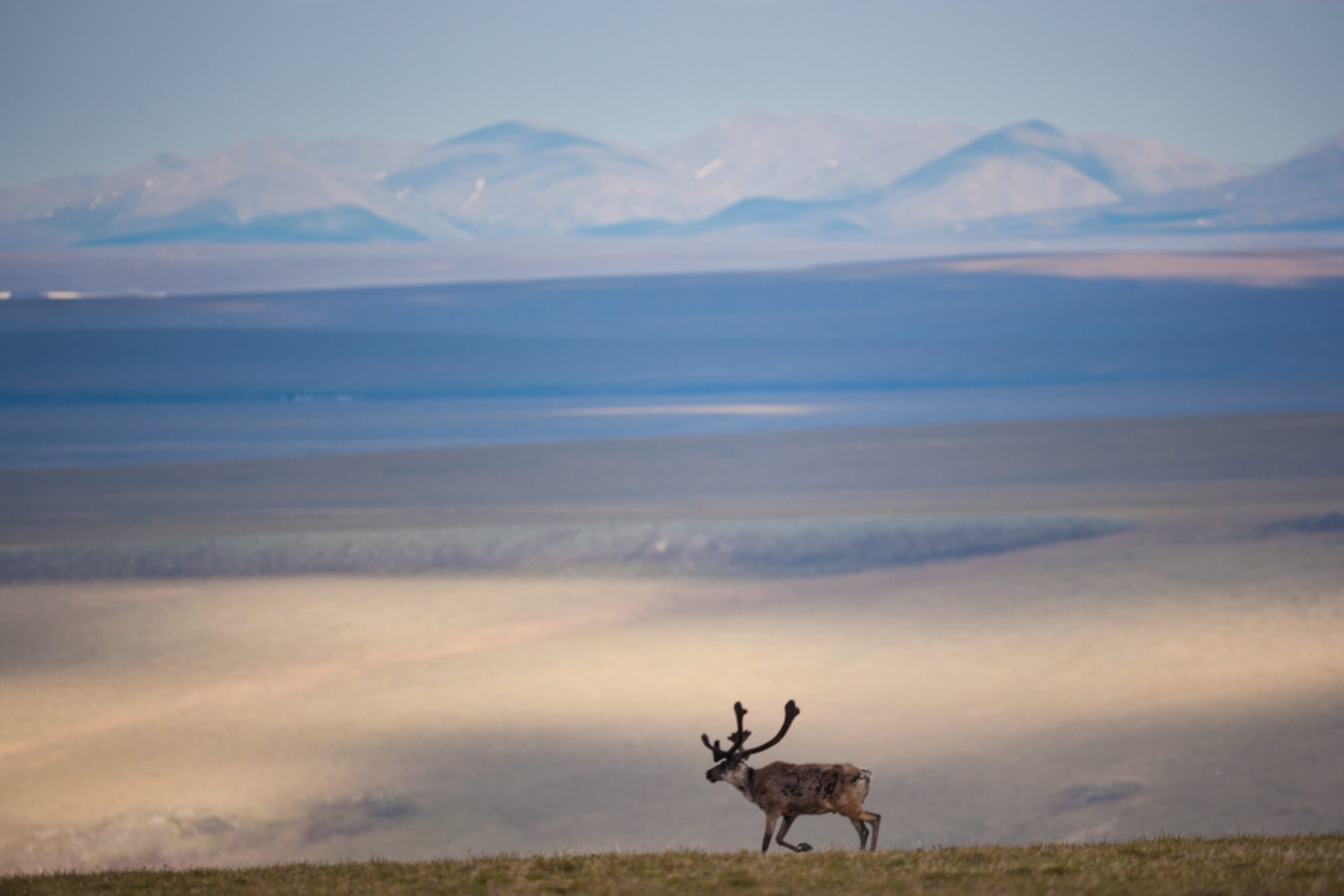 caribou-arctic-national-wildlife-refuge-alaska-usa-3ATCEJG-min-scaled.jpg