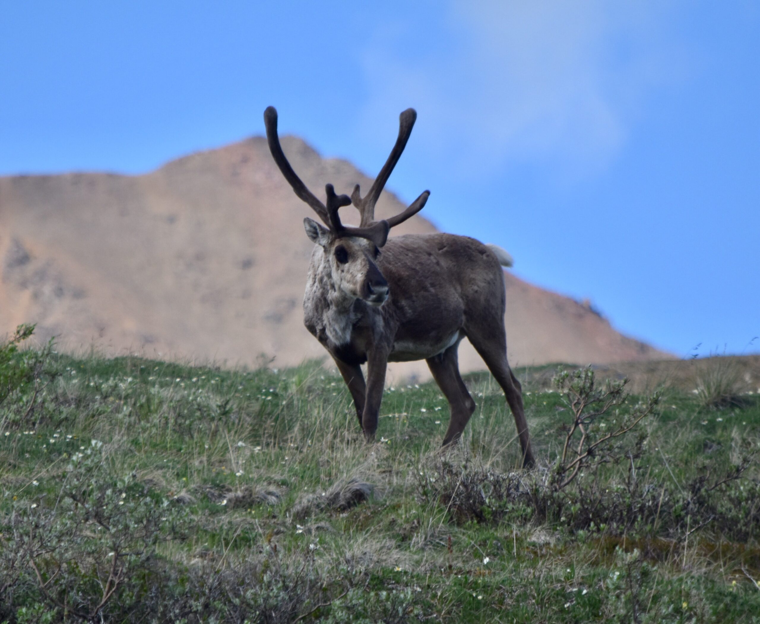 majestic-caribou-standing-among-the-brush-and-wild-4WJZ7UK-min-scaled.jpg