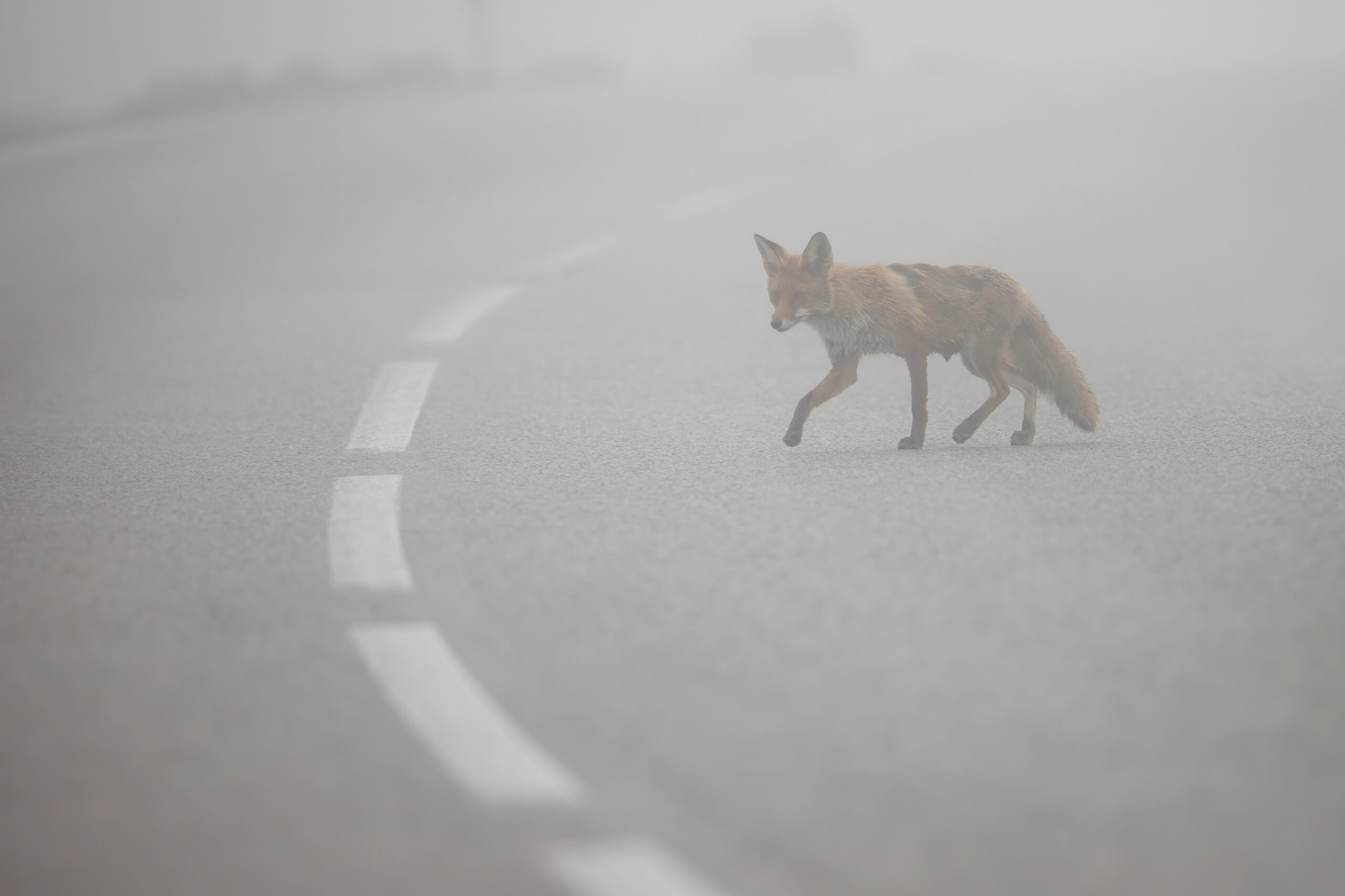 red-fox-crossing-asphalt-road-with-middle-line-in-YVH7PWE-scaled.jpg