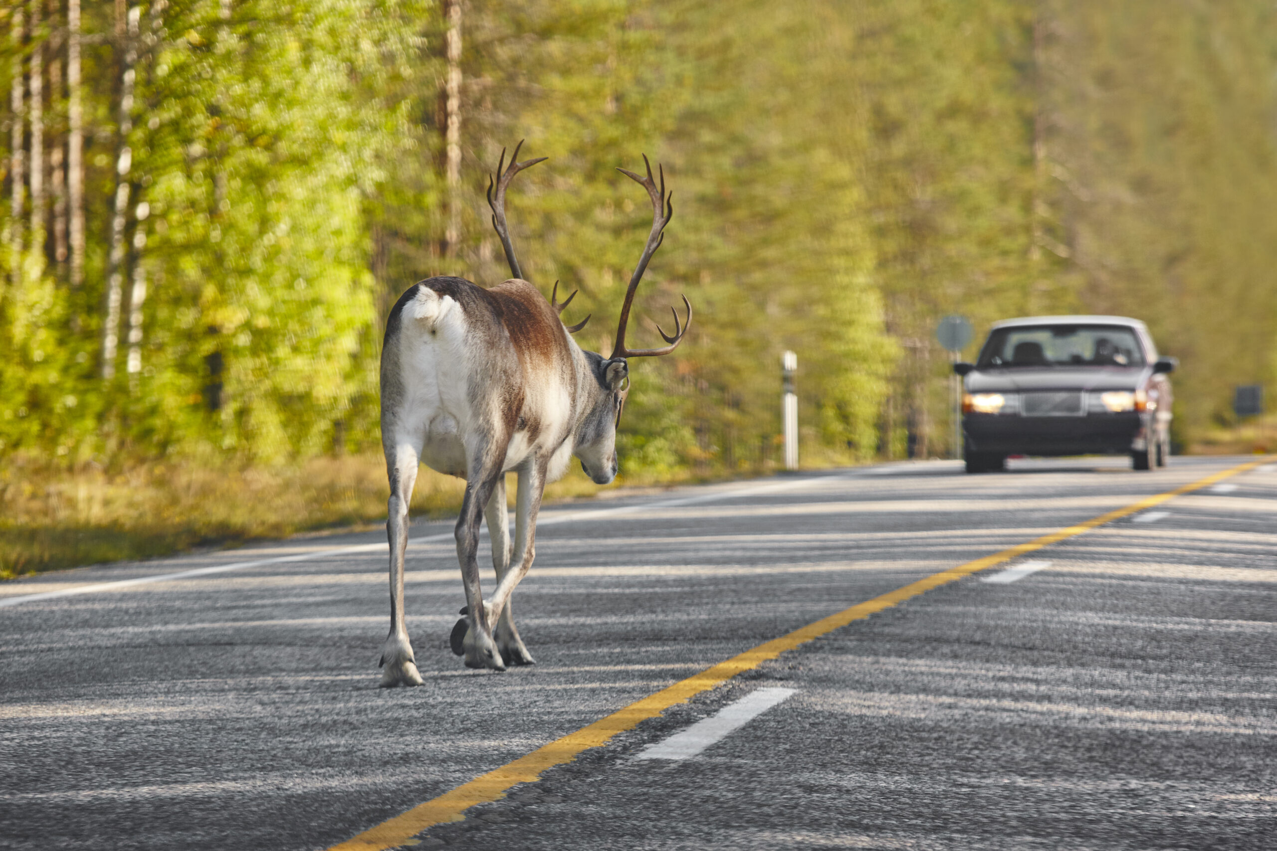 reindeer-crossing-a-road-in-finland-finnish-landsc-PUUU8RN-scaled.jpg