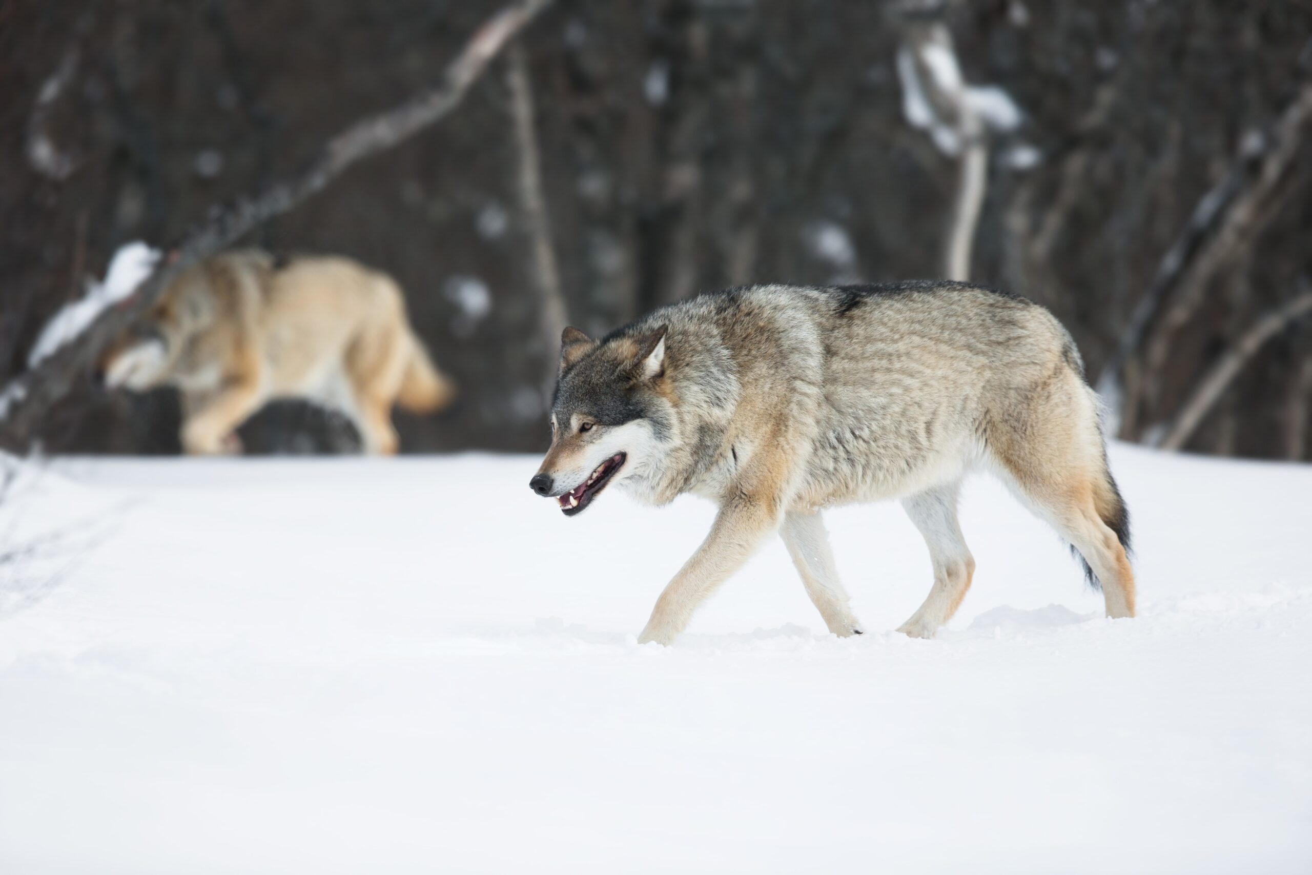 two-wolves-in-the-snow-P9QKMFV-min-scaled.jpg