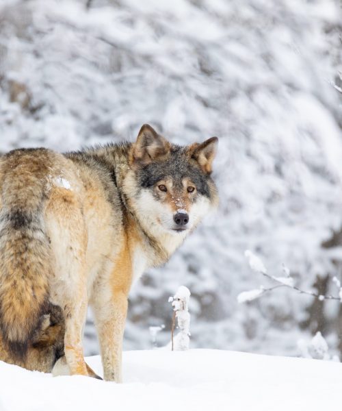 focused-wolf-in-pack-looking-backward-in-cold-wint-E3X7AGW-min-1-scaled.jpg