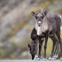 mountain-caribou-VCEEQ4C-min.jpg