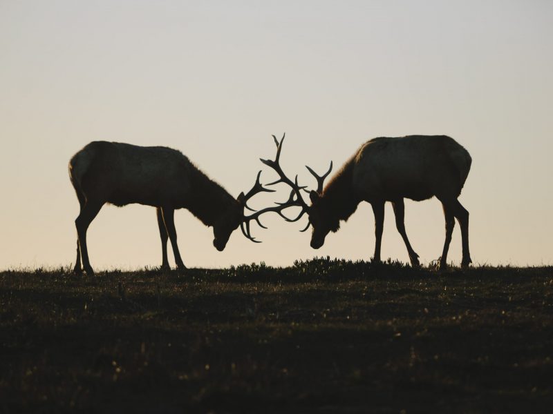 silhouette-of-two-tule-elk-with-locked-antlers-at-NNFTF2R-min-1.jpg